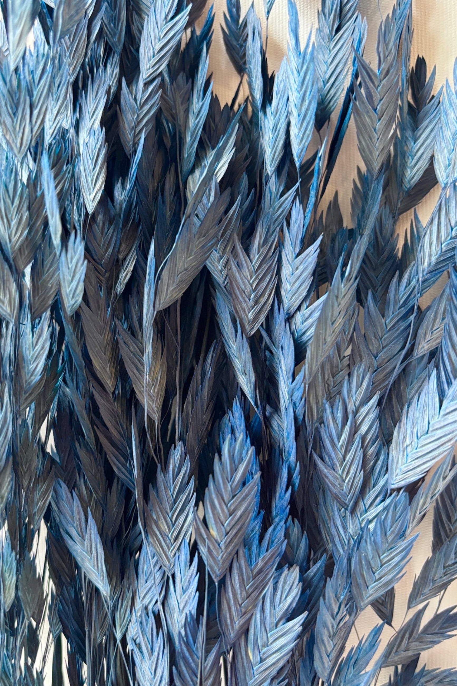 Close up of Dark Blue colored preserved Chasmanthium against a white background ©Sprout Home