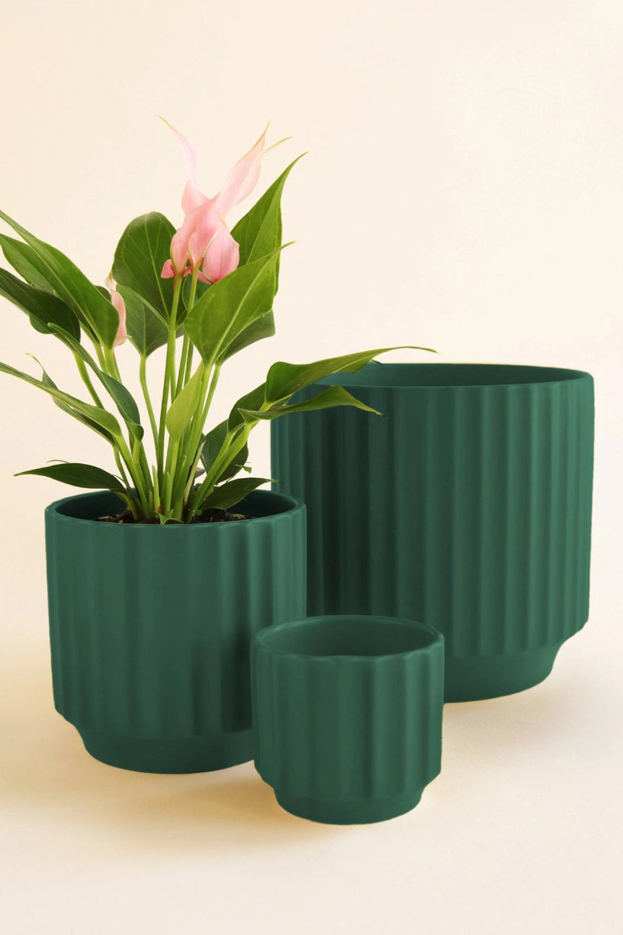 Set of three green ribbed planters with a plant and pink flower on a beige background ©Jungle Club