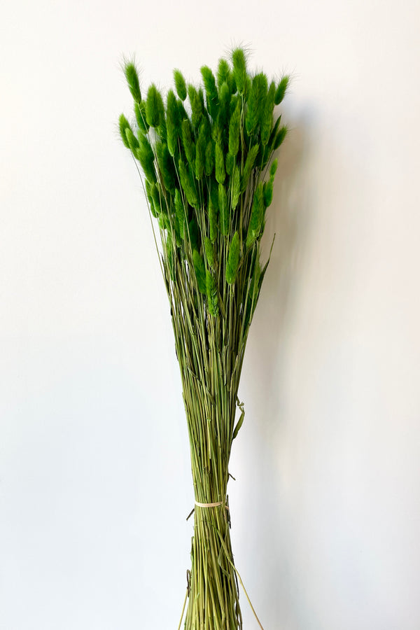 A bunch of Lagurus preserved with a green color in front of a white wall at Sprout Home.