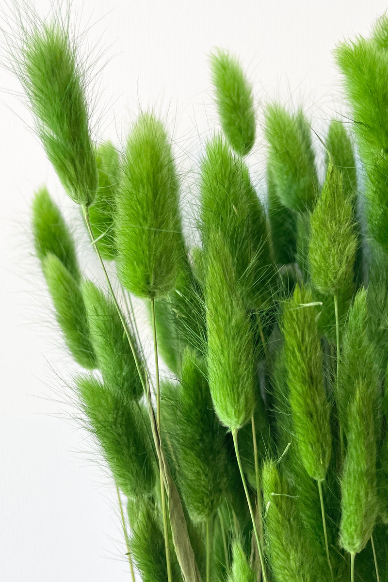 Green preserved bunny tails up close showing its soft texture and vivid color.