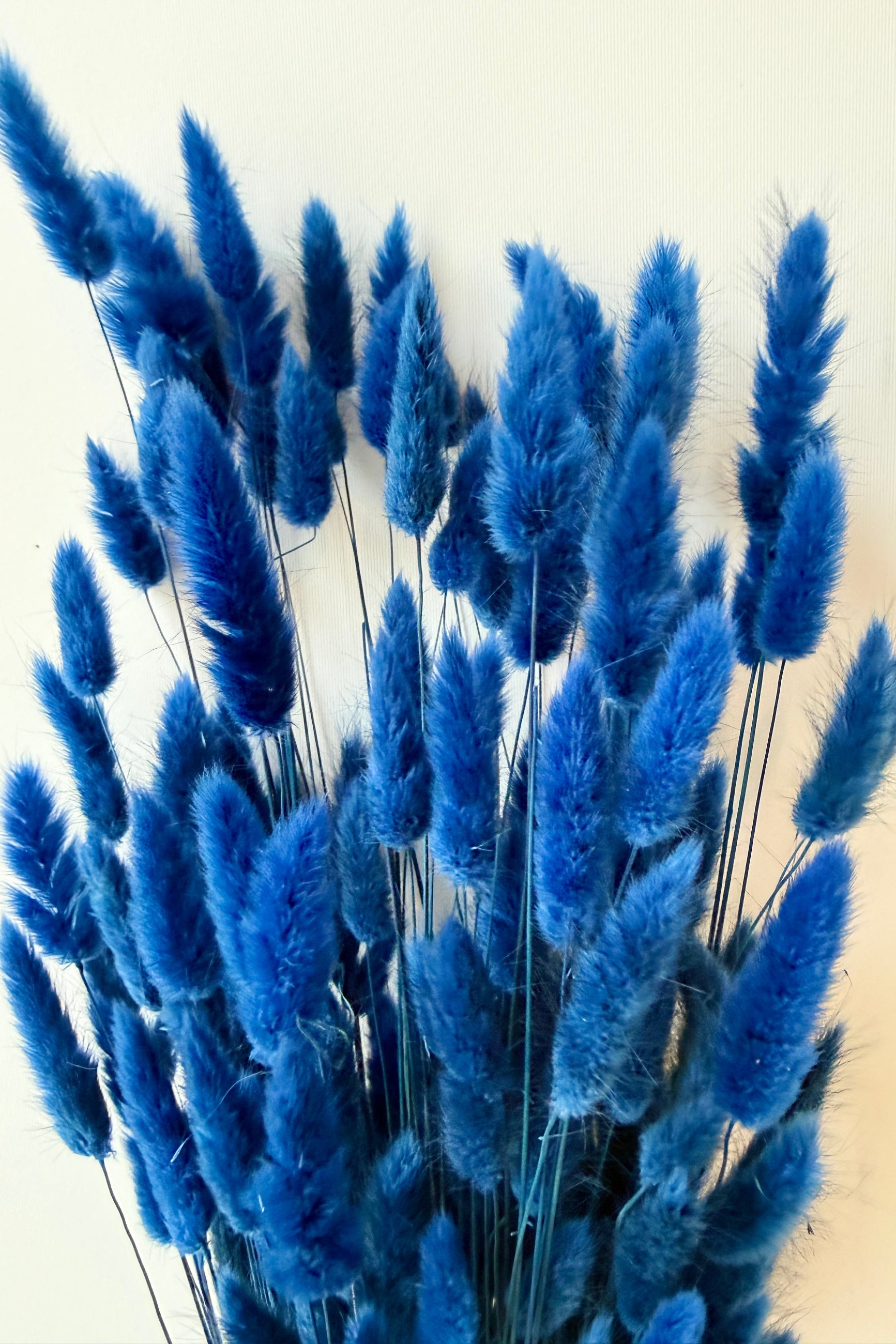 Bouquet of blue dried lagurus  bunny tails  on a white background ©Sprout Home