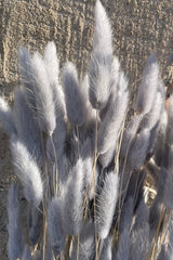 Gray preserved bunch of bunny tails at Sprout Home