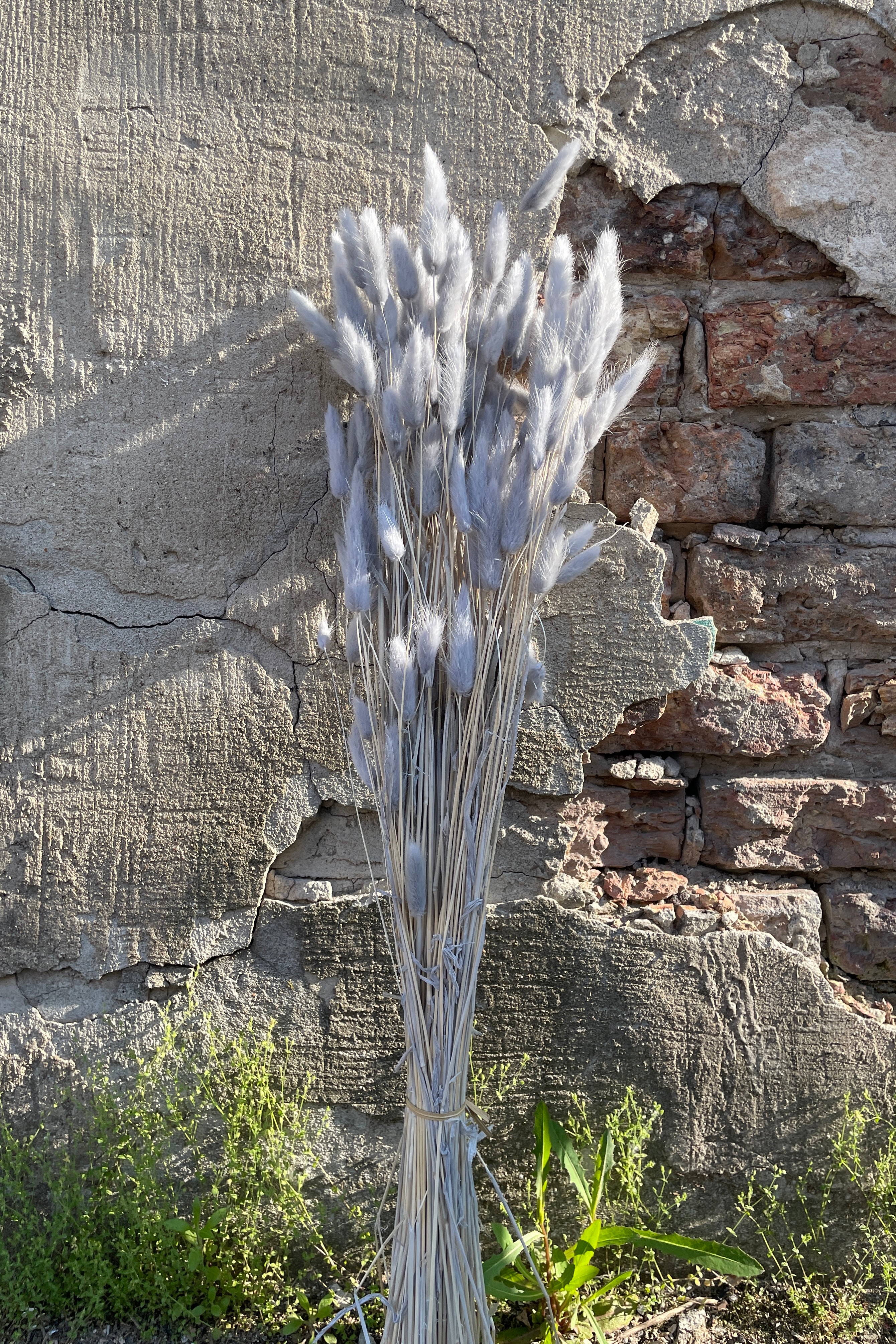 A bunch of gray preserved bunny tails against a concrete wall at Sprout Home. 