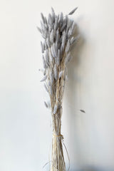 A bunch of preserved gray Lagurus "Bunny Tails' against a white wall at Sprout Home. 