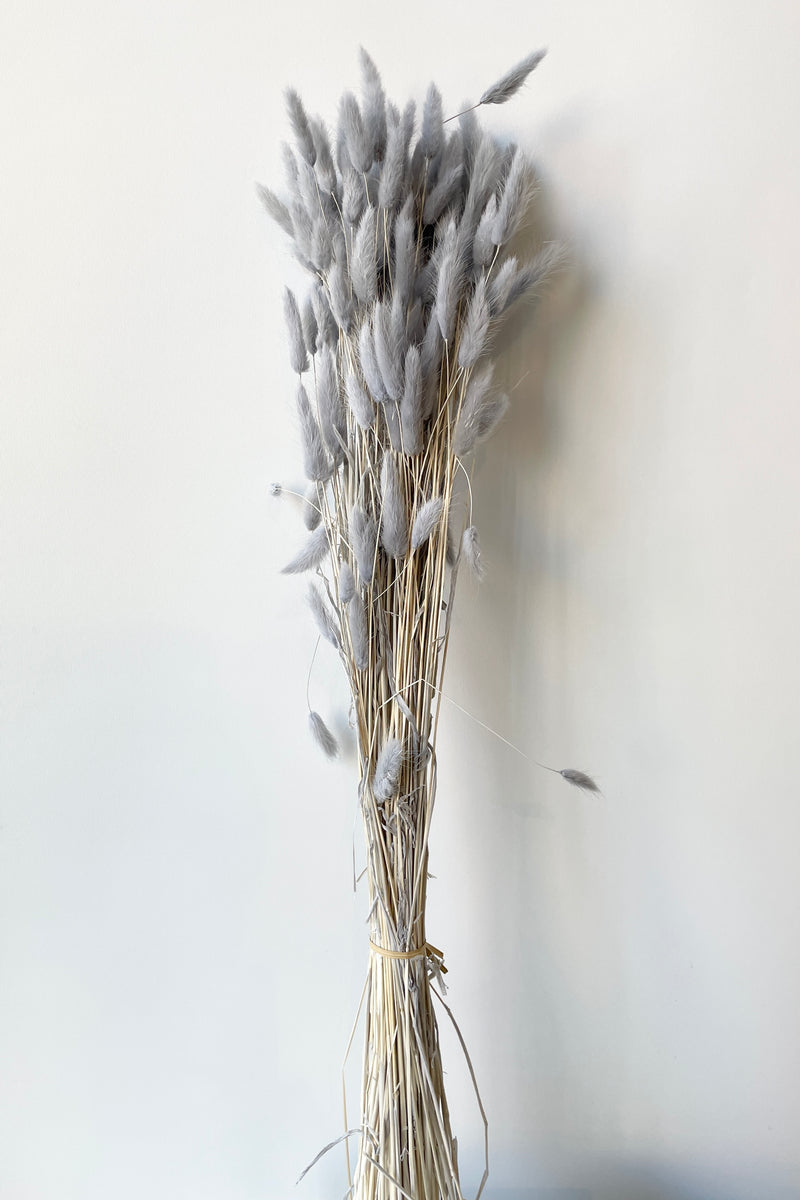 A bunch of preserved gray Lagurus "Bunny Tails' against a white wall at Sprout Home. 