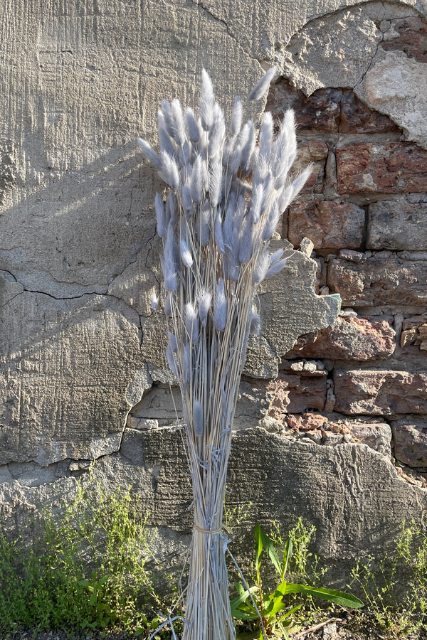 A bunch of gray preserved bunny tails against a concrete wall at Sprout Home. 