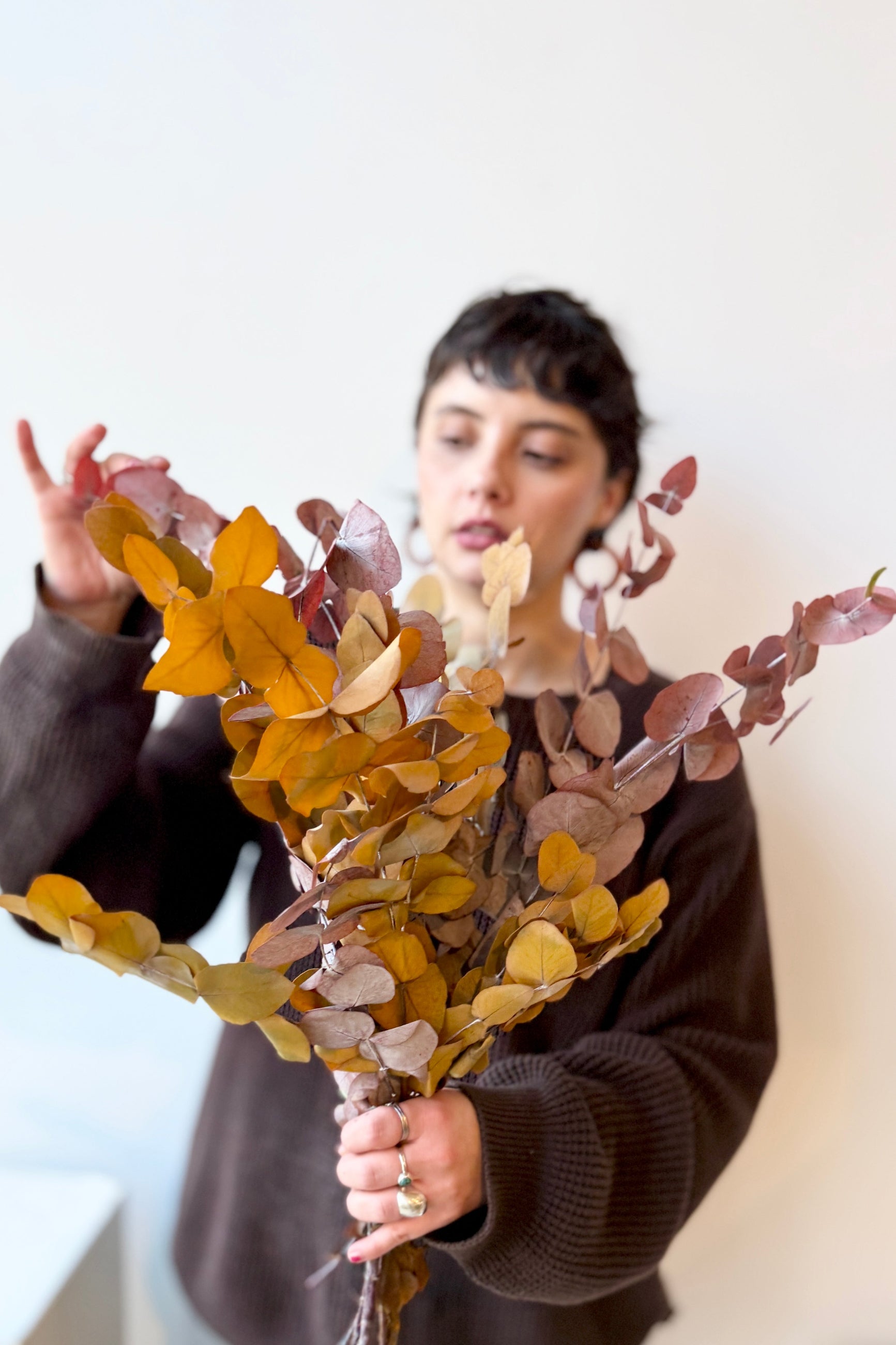 Person holding a bouquet of dried preserved Mocha colored Spiral Eucalyptus branches against a plain background ©Sprout Home