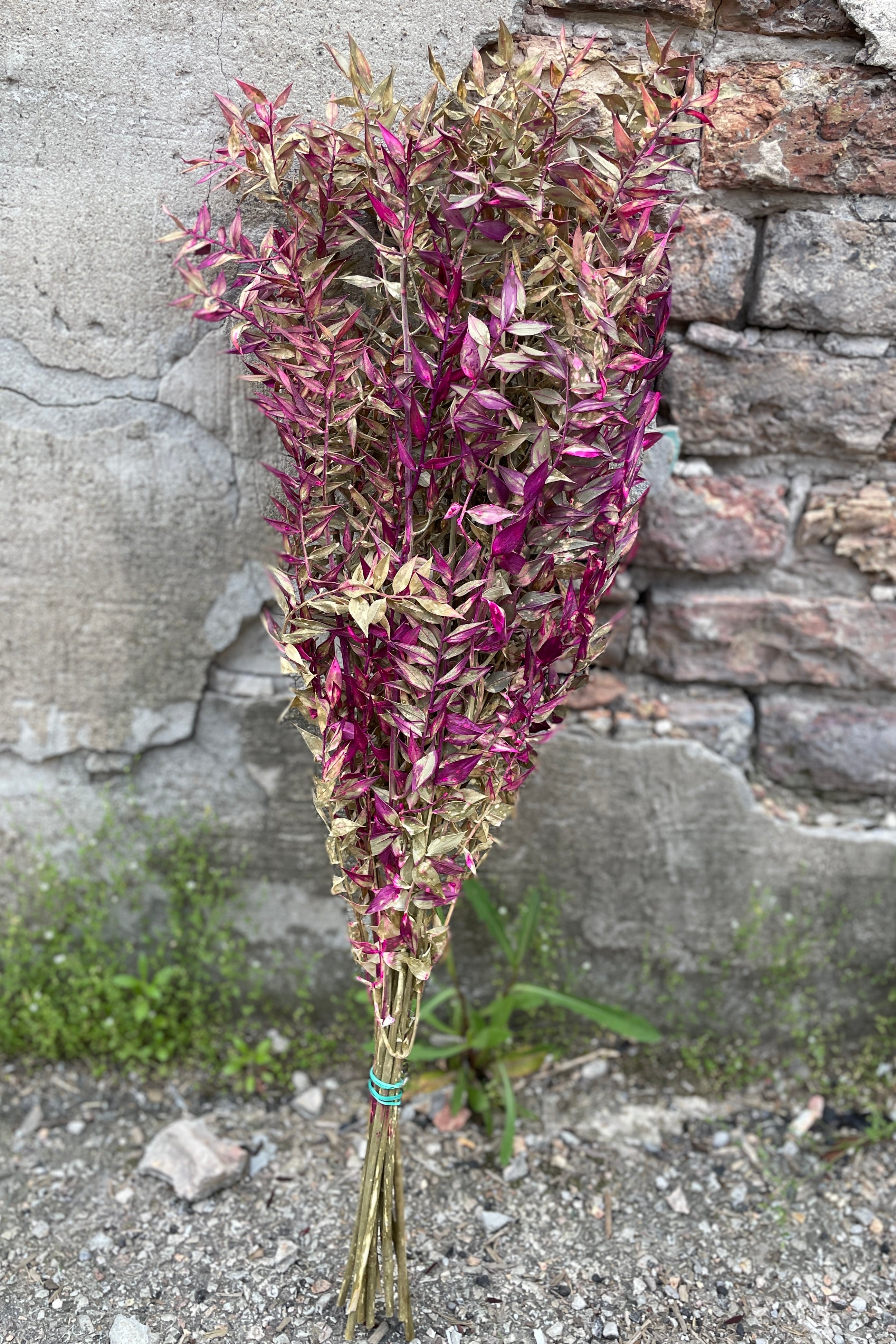 Tan and fuchsia tinted and preserved Ruscus laying against a concrete wall at Sprout Home. 