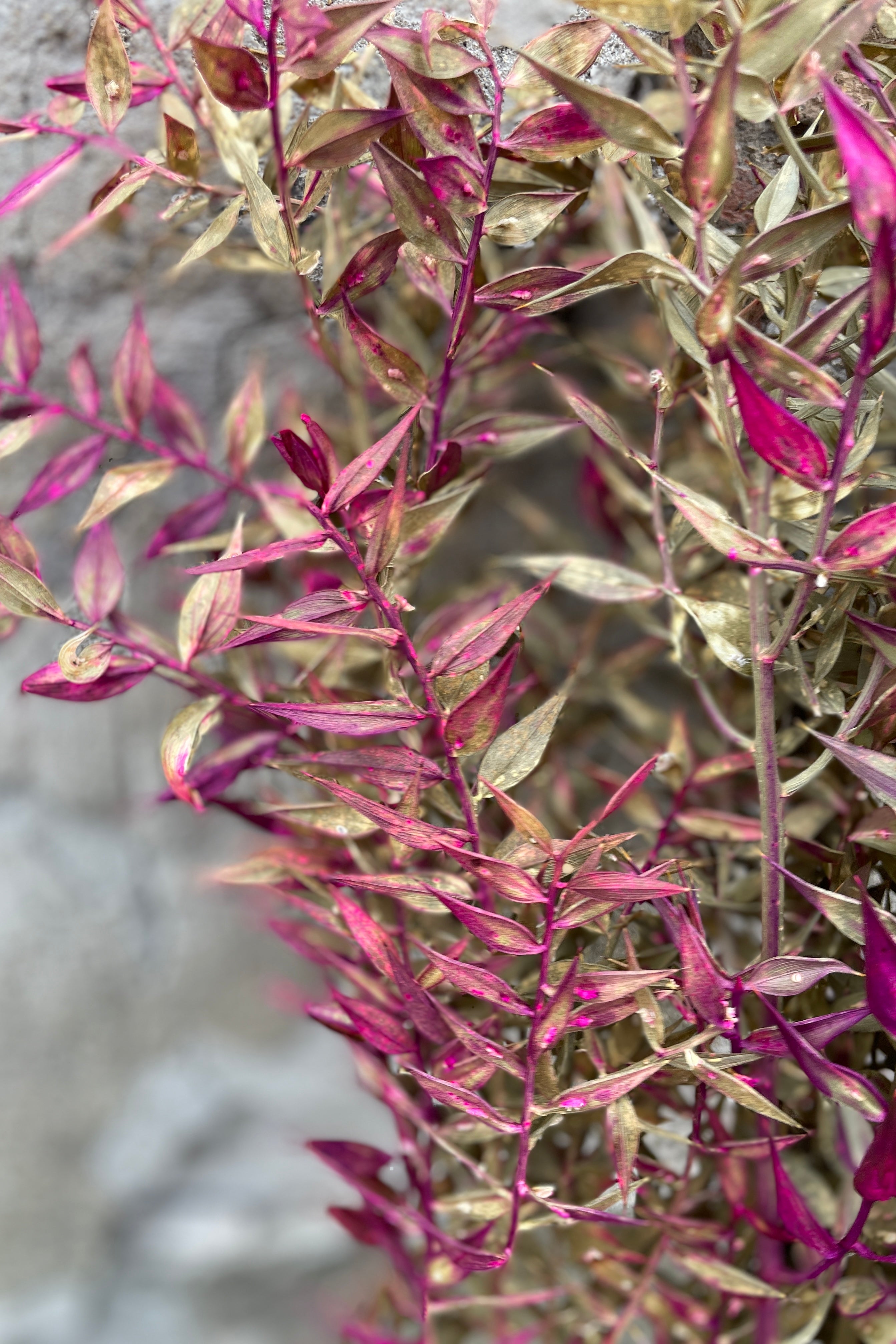 Ruscus detail that has been preserved and tinted with tan and fuchsia