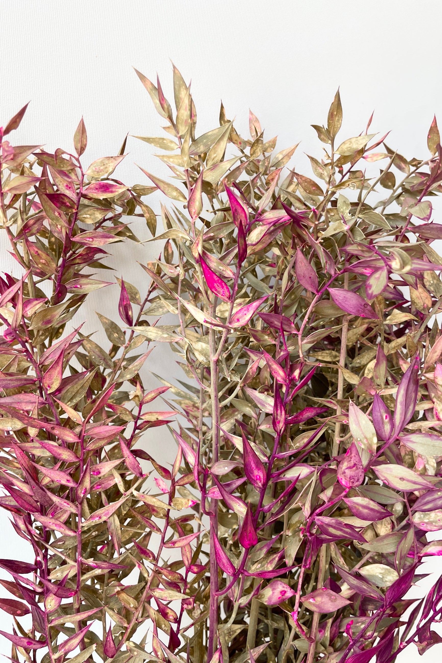 A bunch of preserved tan and fuchsia tinted Ruscus. ©Sprout Home