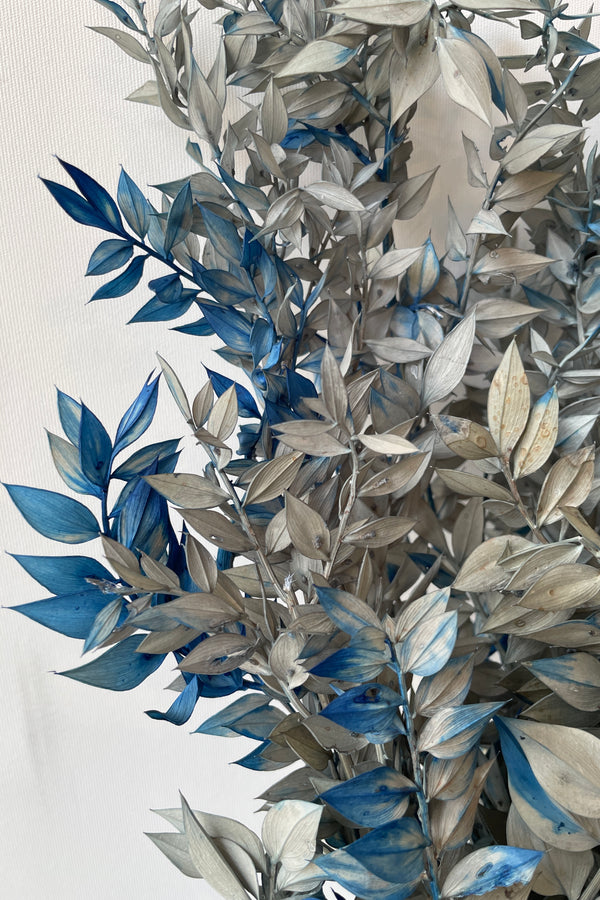 Close up image of the Gray and blue tinted preserved Ruscus at Sprout Home. 