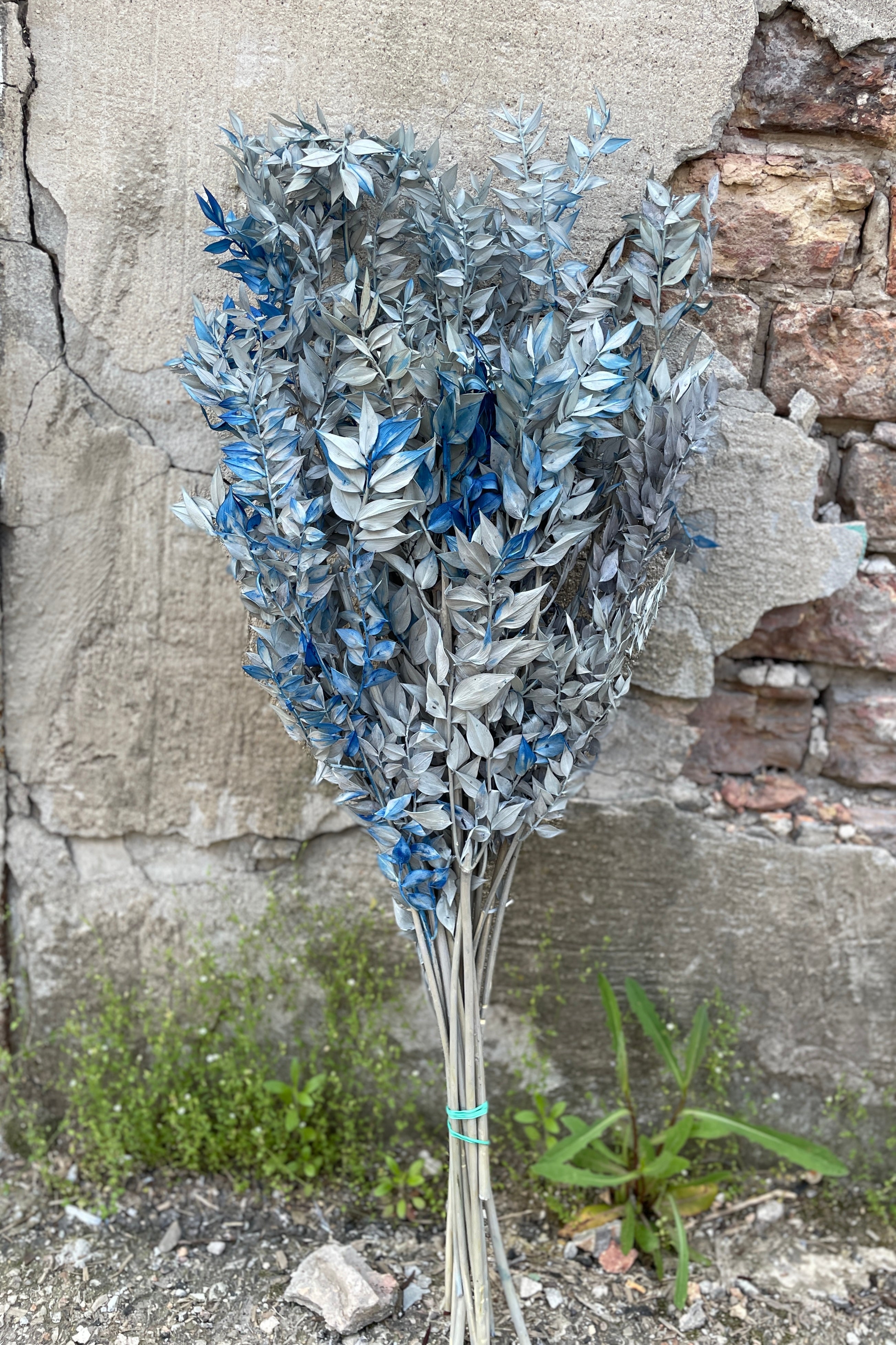 A bunch of preserved gray with blue tinted ruscus sitting against a concrete wall