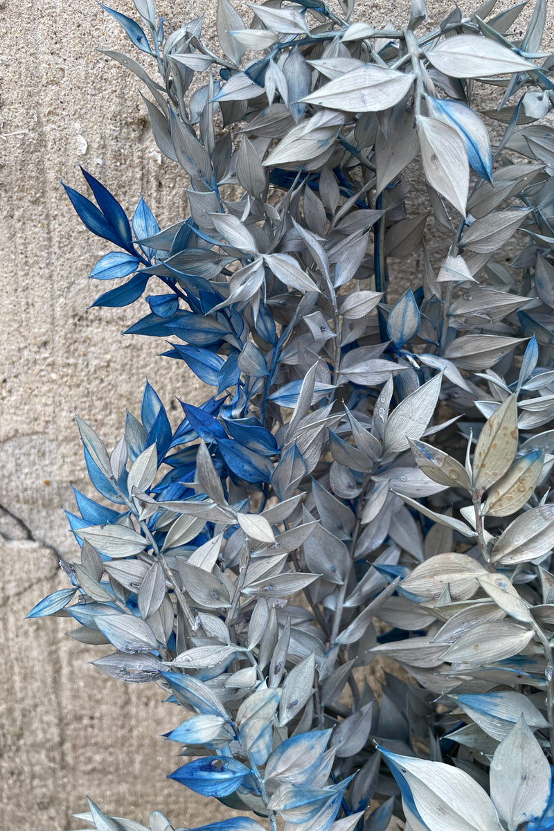 A detail image of gray with blue tinted preserved Ruscus. 