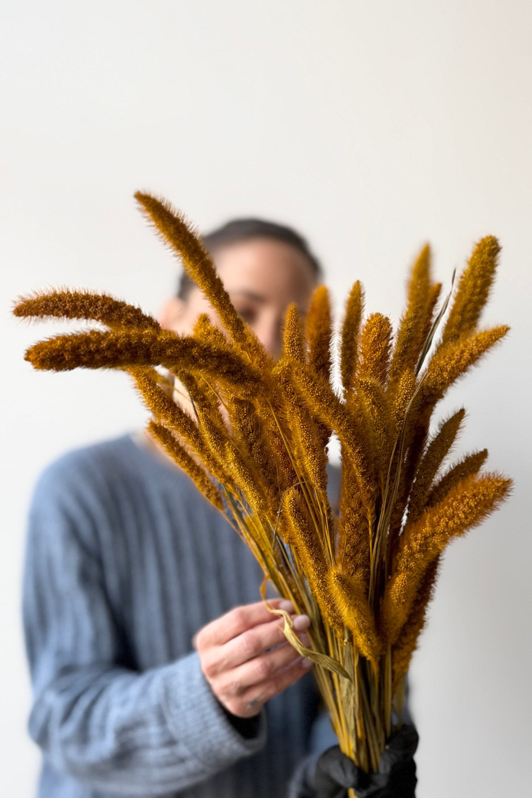 Person holding a Setaria Golden Color Preserved Bunch against a plain background ©Sprout Home