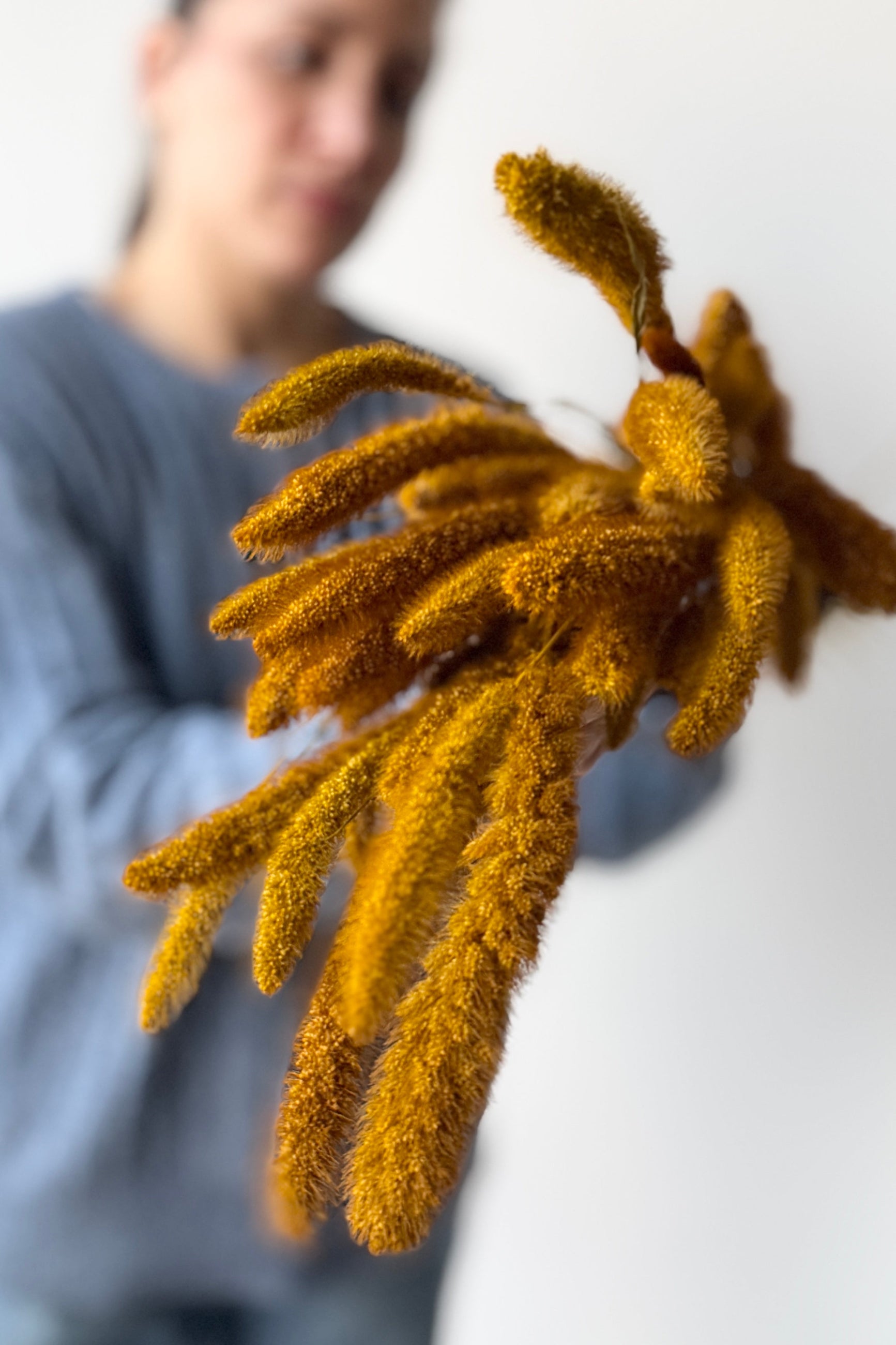 Person holding aSetaria Golden Color Preserved Bunch against a white background ©Sprout Home