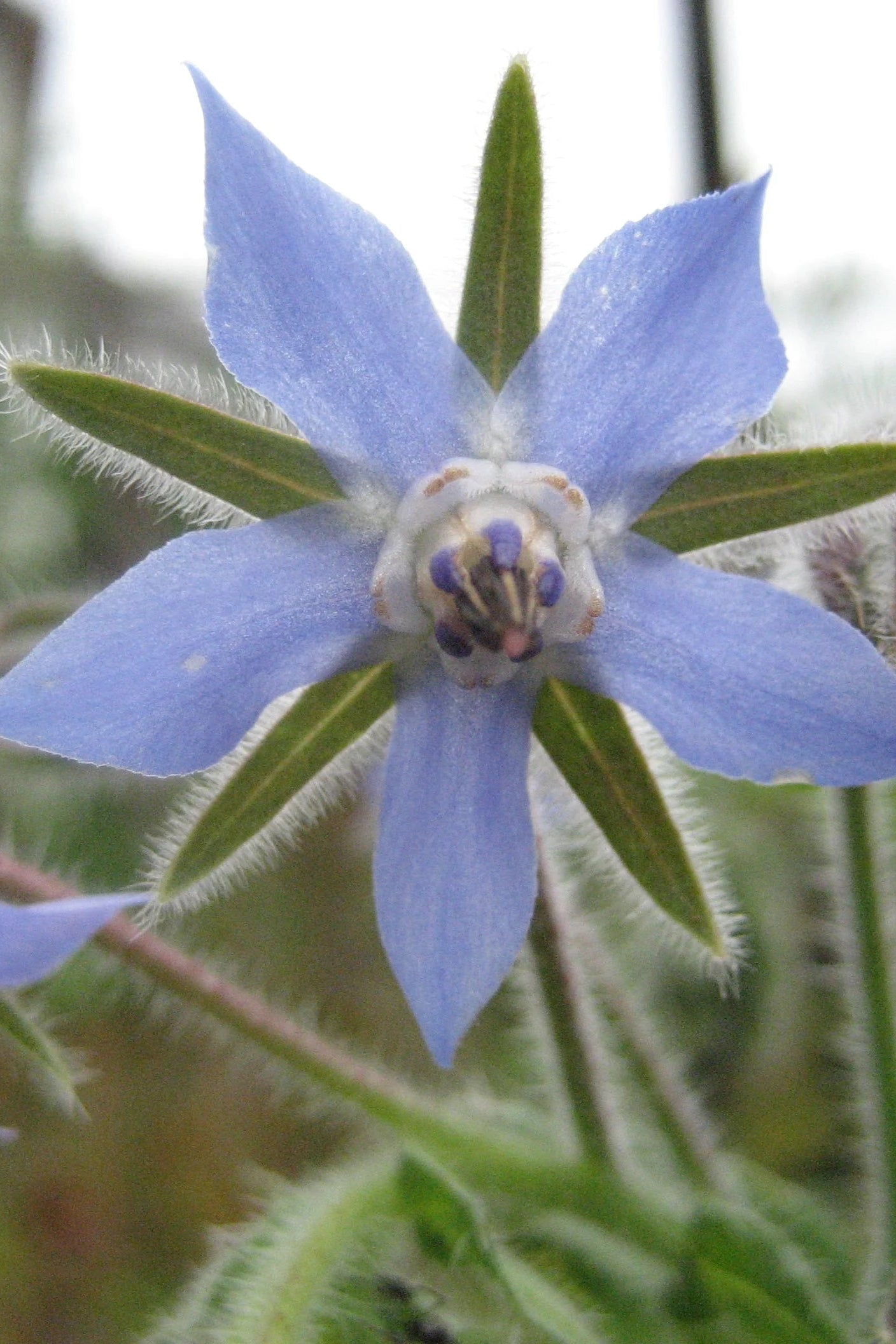 Close-up of a blue borage flower with green leaves. ©Hudson Valley Seed Co.