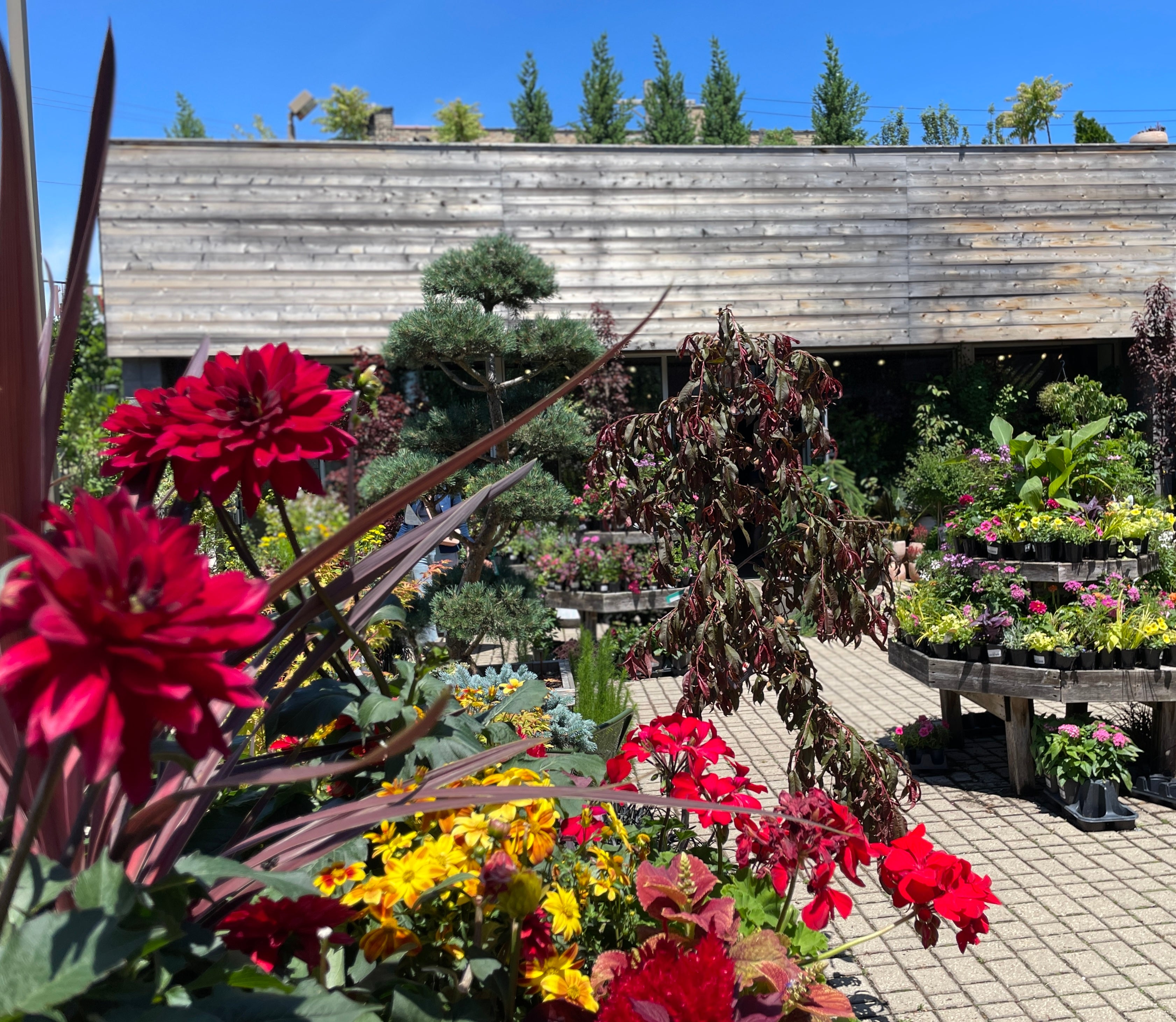 Outdoor garden yard at Sprout HOme mid summer with red flowers