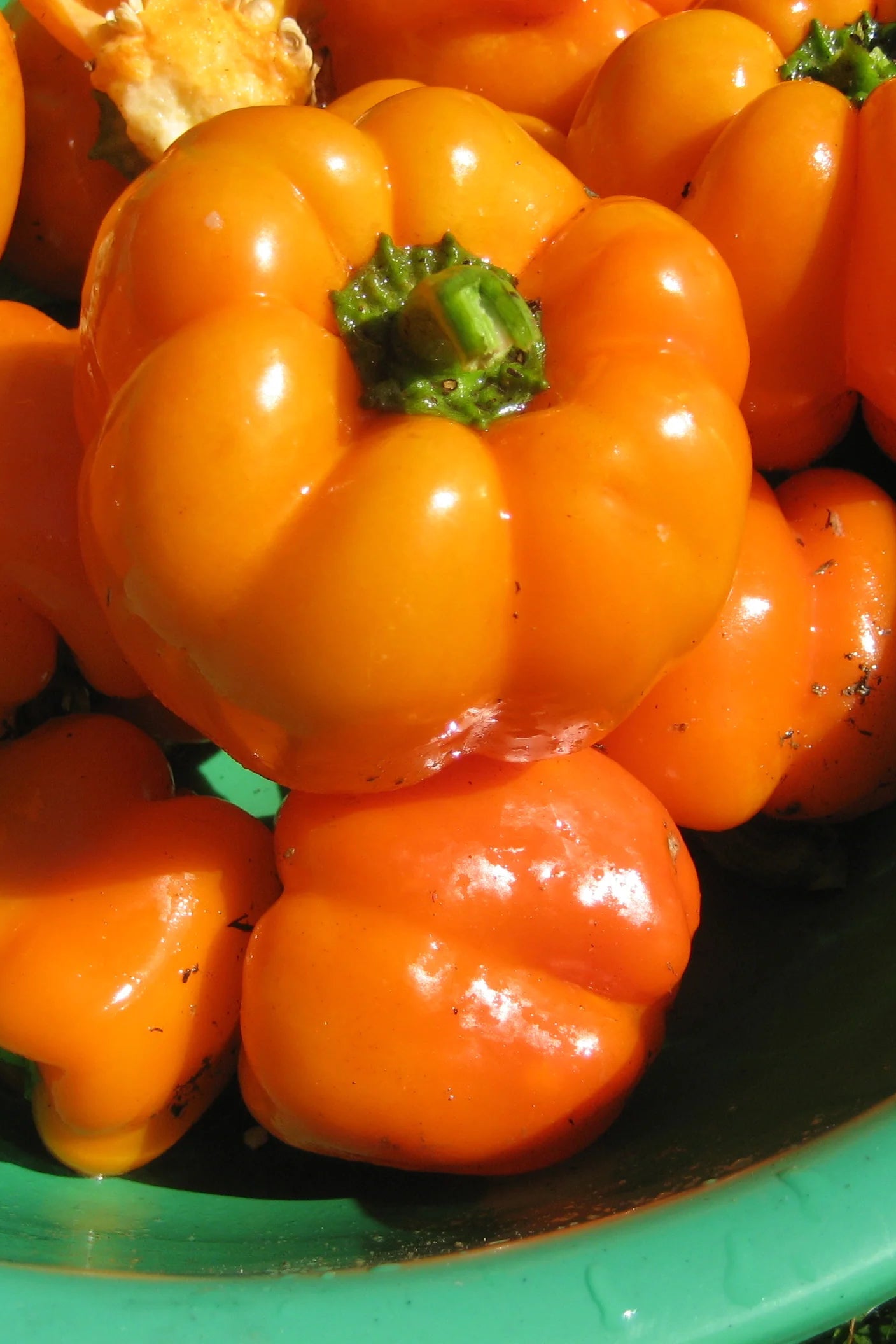 Orange Doe peppers in a green bowl ©Hudson Valley Seed Co.