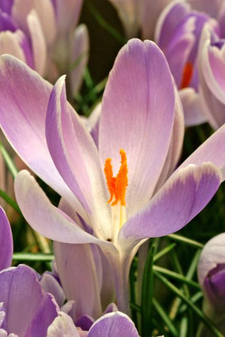 Crocus 'Vanguard' blooming bulb with its purple petals. Photograph by De Vroomen.