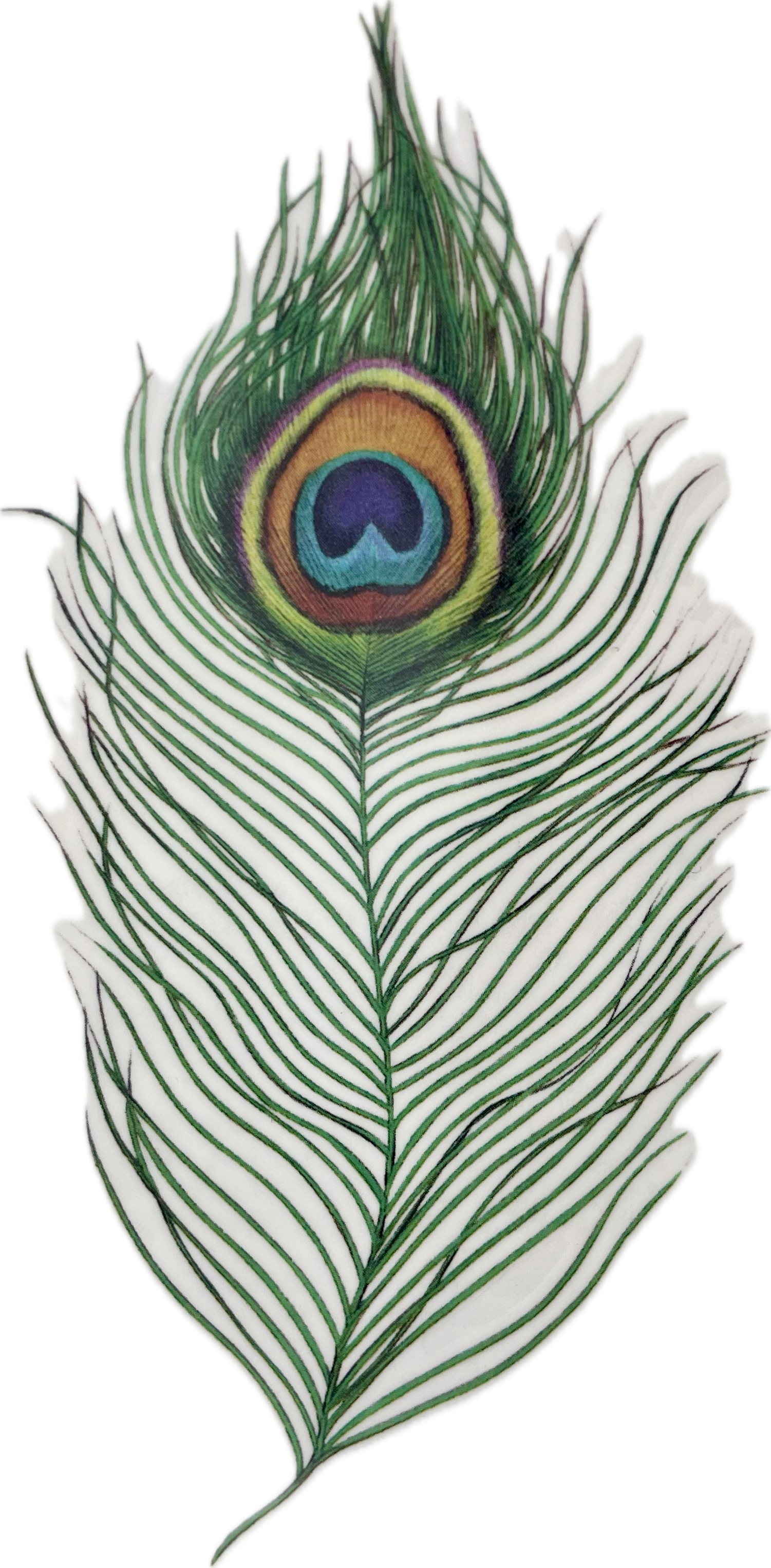 The Peacock feather tattoo outlined and cut out on blank background. 