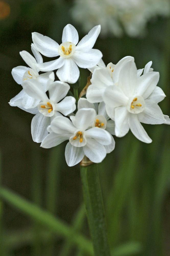 Narcissus paper white in bloom with its white petals.. Photograph by De Vroomen.