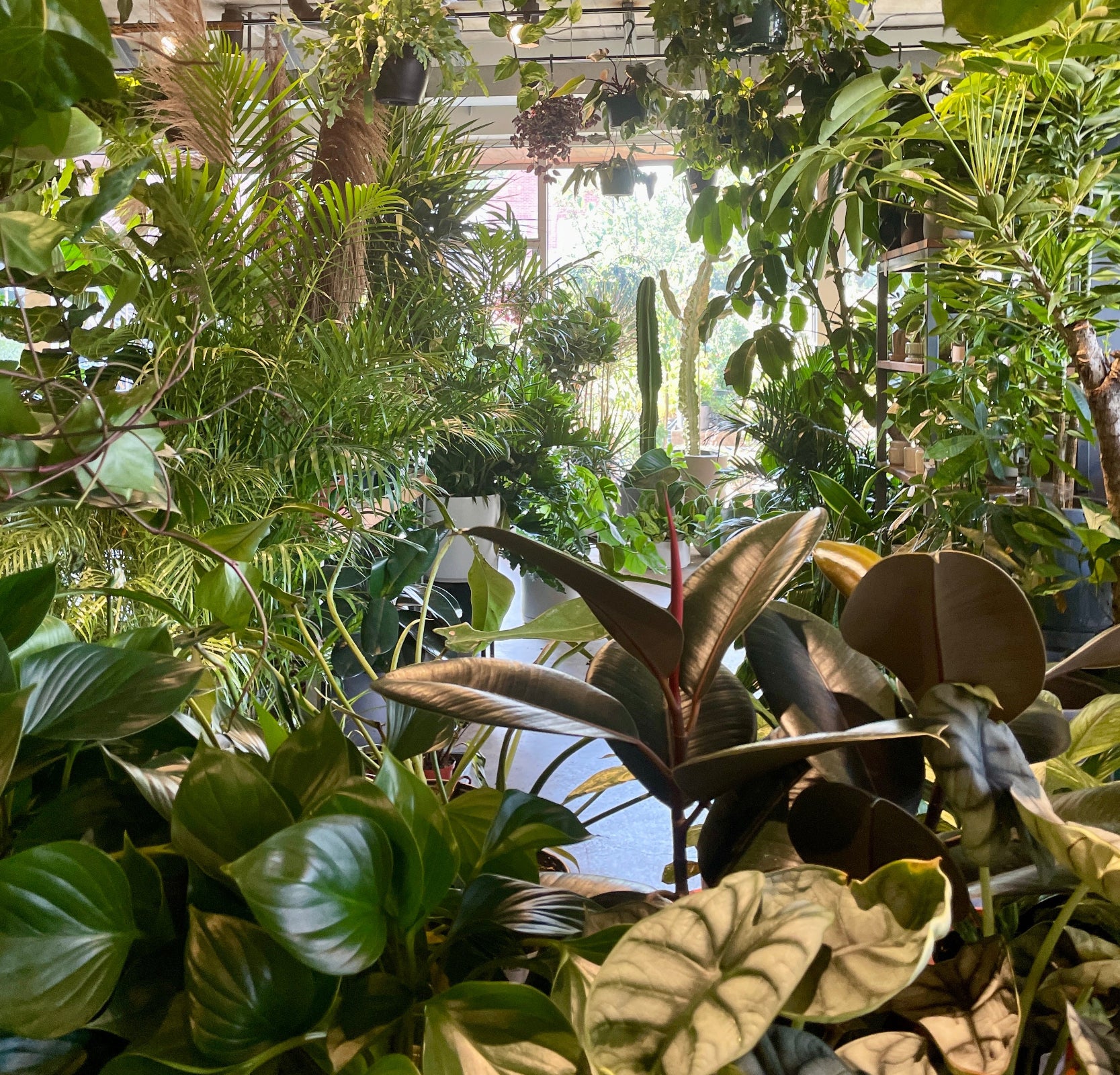 The inside of SPROUT HOME the garden shop filled with plants and during the day with the light shining through.