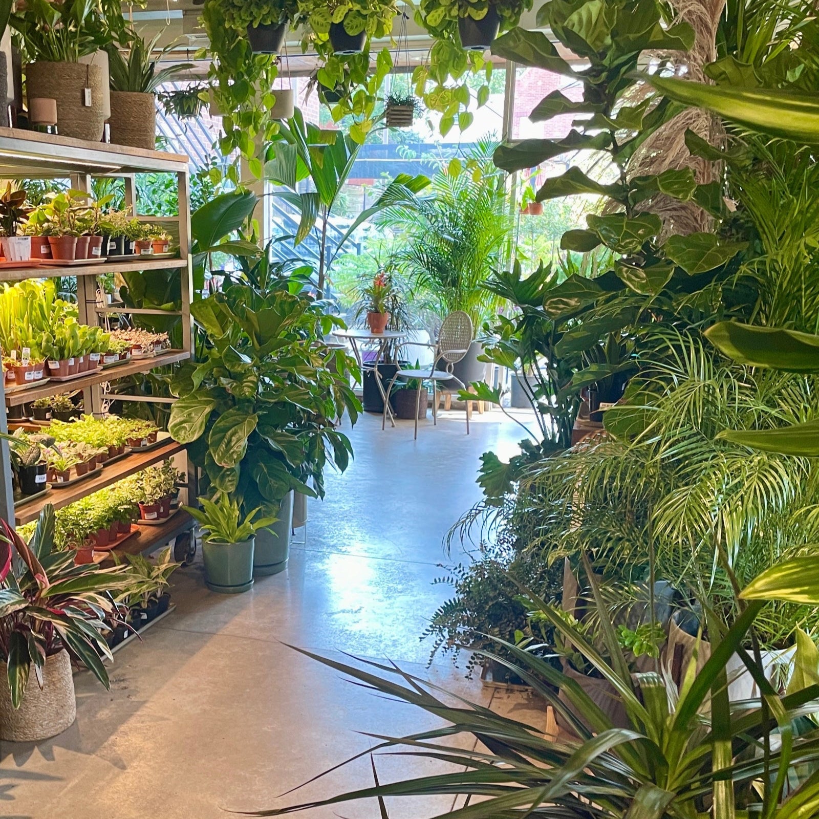The inside of SPROUT HOME the store, with plants in all sizes and shapes framing the space with a view of windows leading to the outside garden.  In Chicago West Town