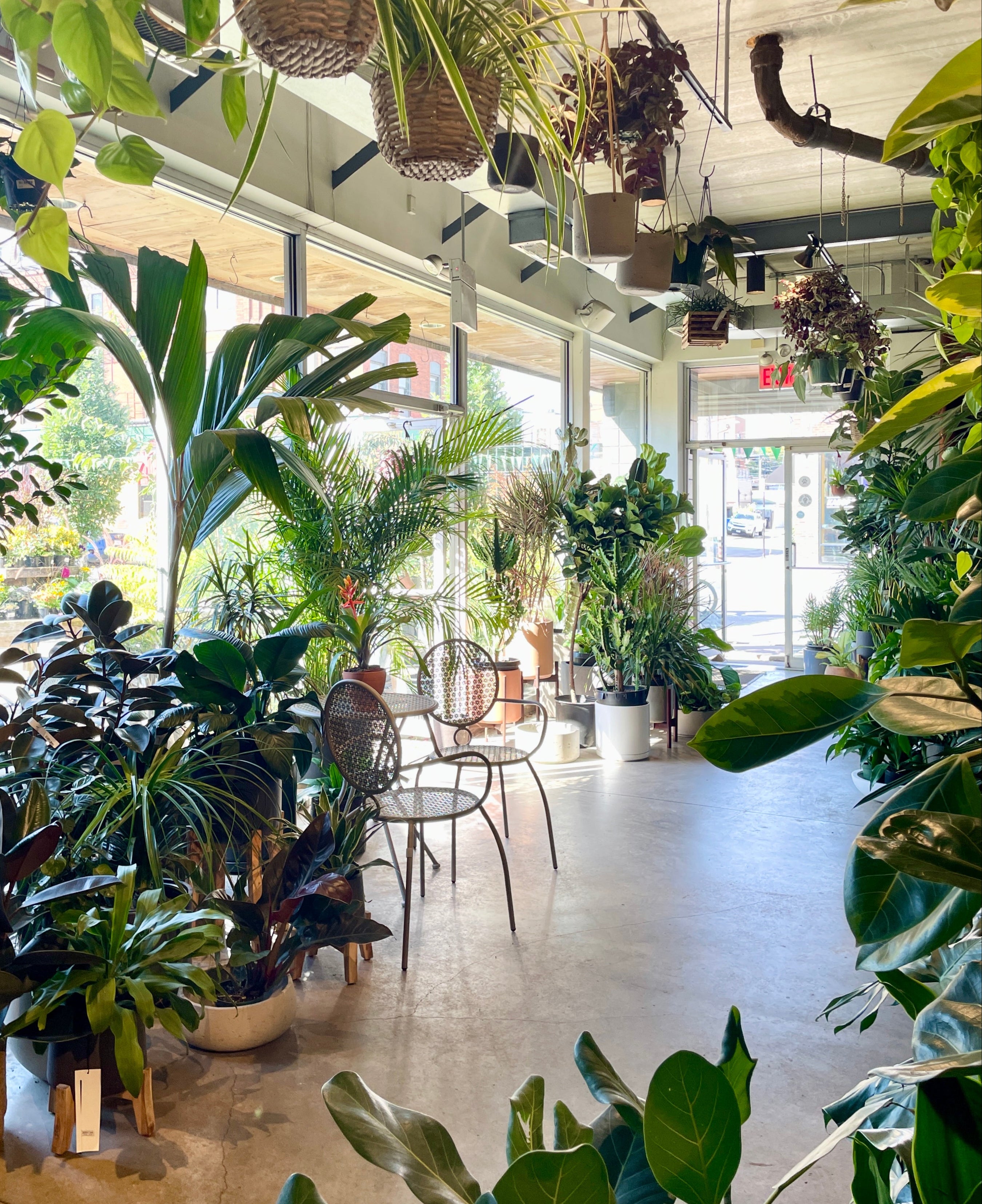 The inside of Sprout Home the garden shop with the sun shining through the windows and doors. surrounded by plants