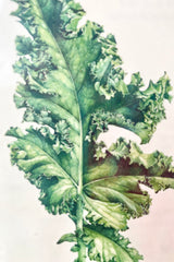 Detail of the Tattly Kale Tattoo showing the ruffled green edges of the kale leaf. 