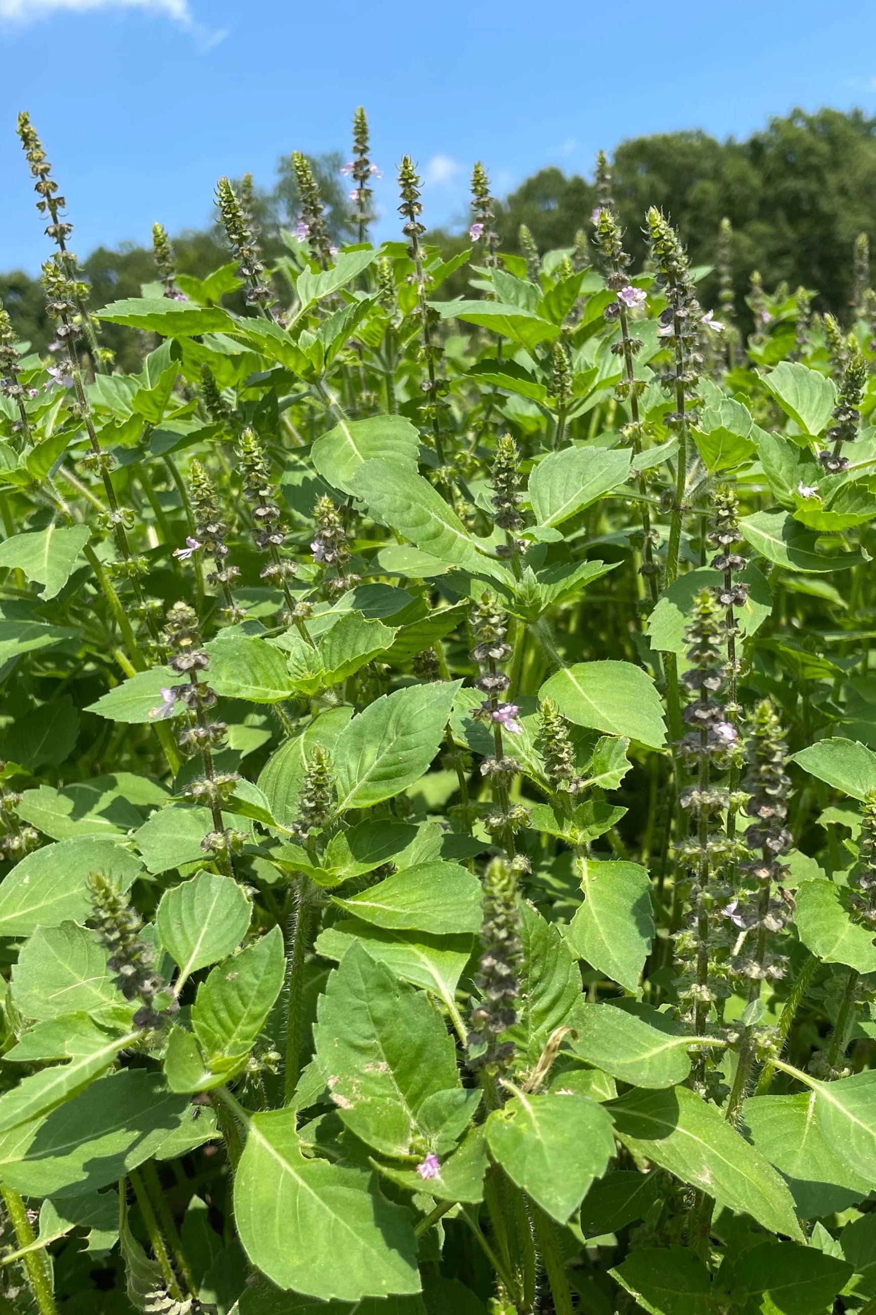 Field of green plants with a clear blue sky  ©Hudson Valley Seed Co.