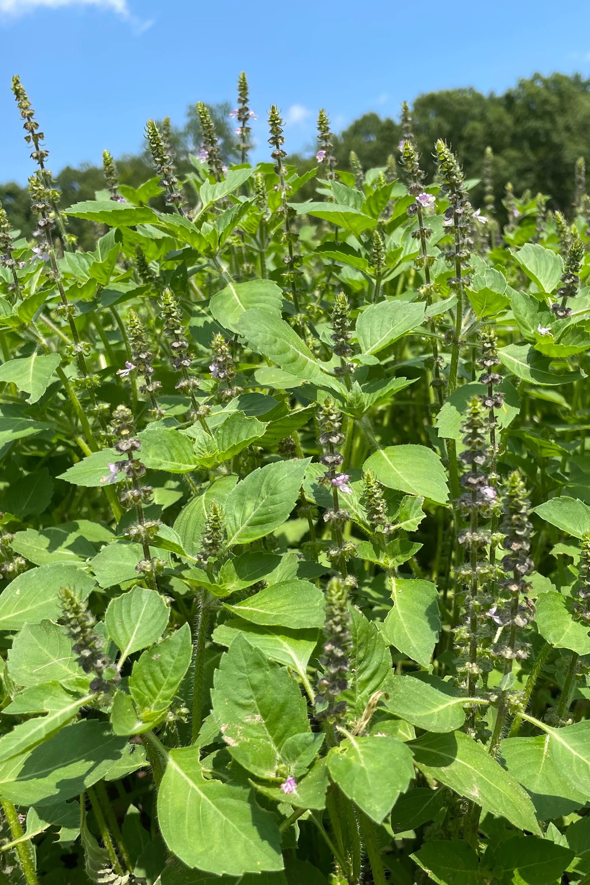Field of green plants with a clear blue sky  ©Hudson Valley Seed Co.