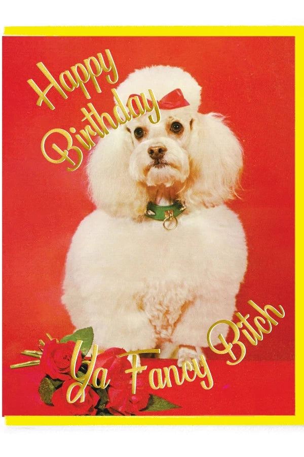 Happy Birthday Ya Fancy Bitch Card by Smitten Kitten showing the white poodle on a red background.