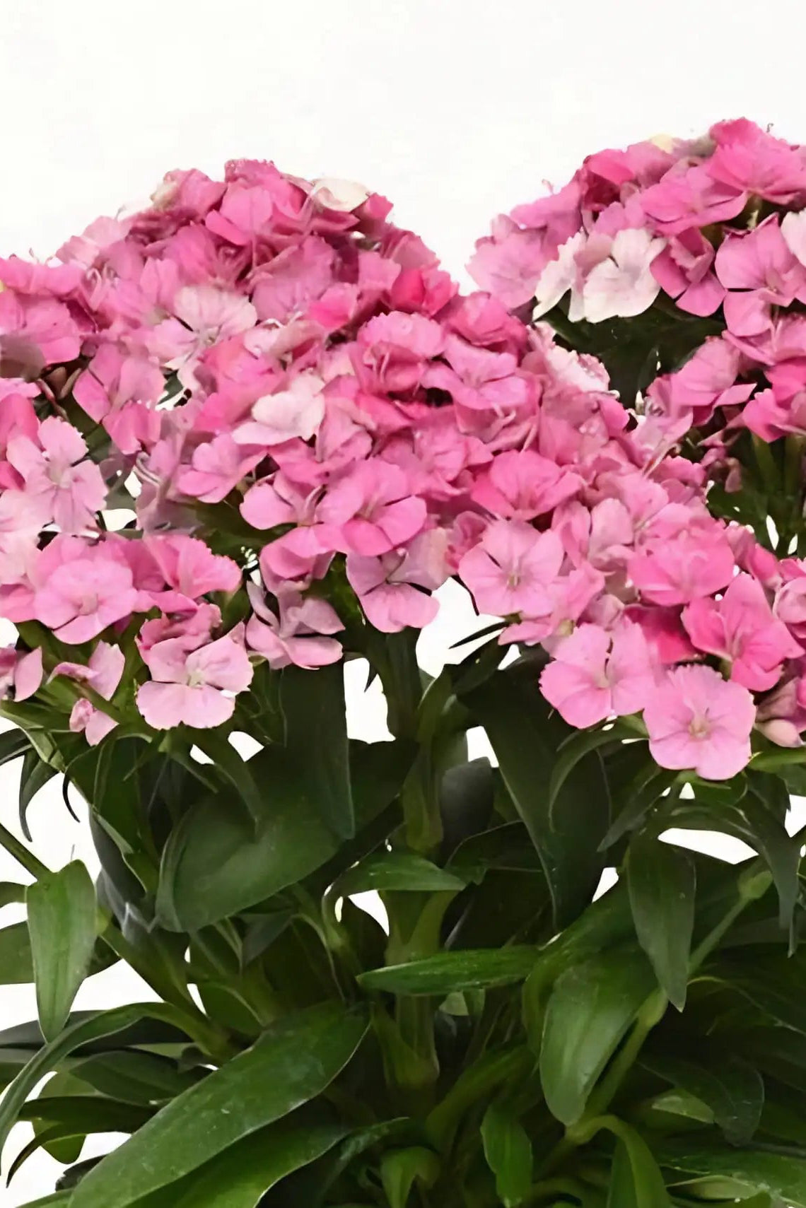 Pink flowers with green leaves of Dianthus 'Jolt Pink Magic' on a white background ©Clesen Wholesale