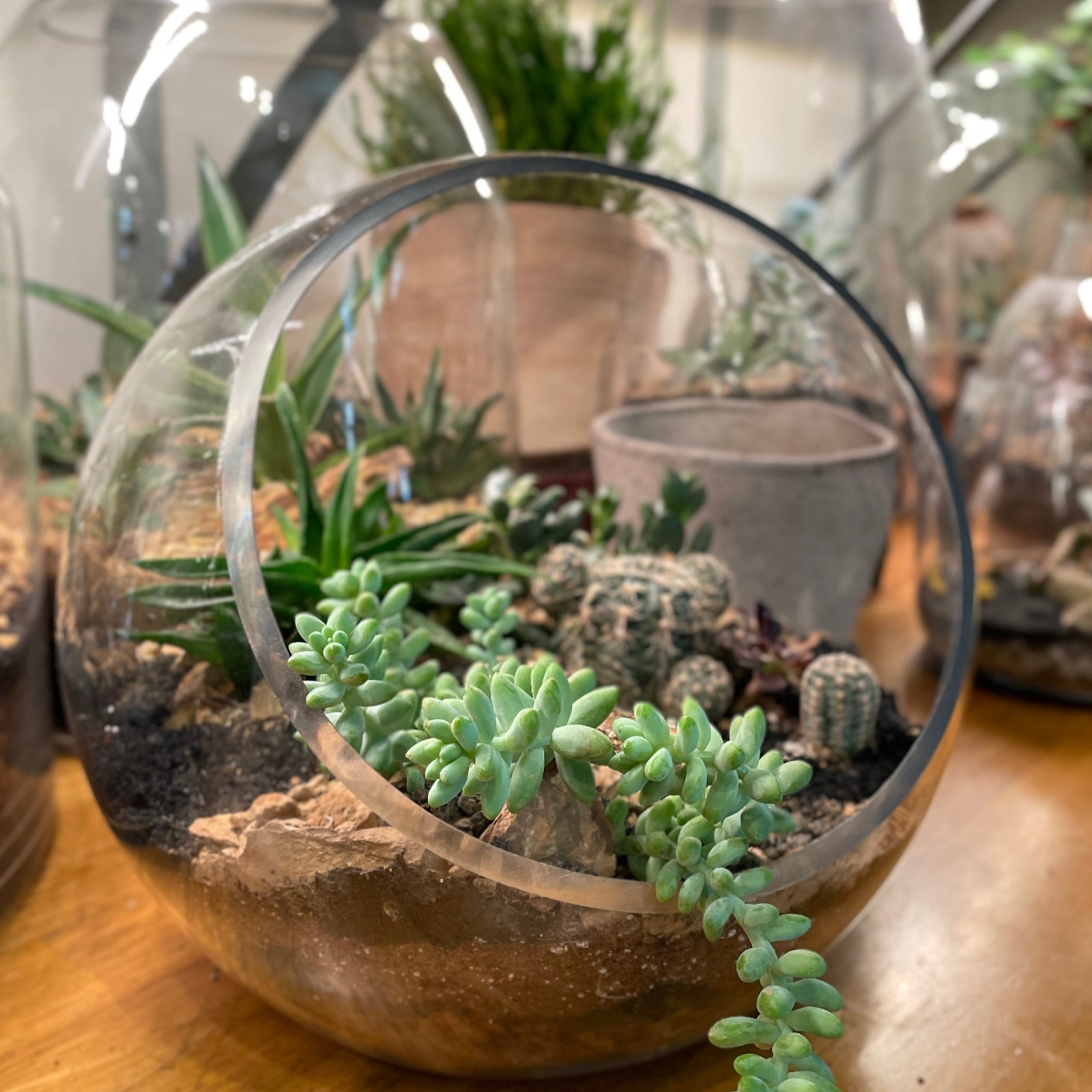 glass terrarium with succulents on a shelf at Sprout Home