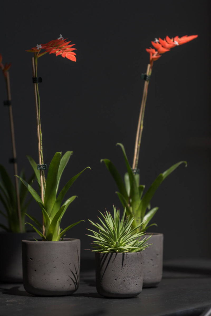 various sized Black washed Charlie Pot by Pottery Pots  planted with plants.