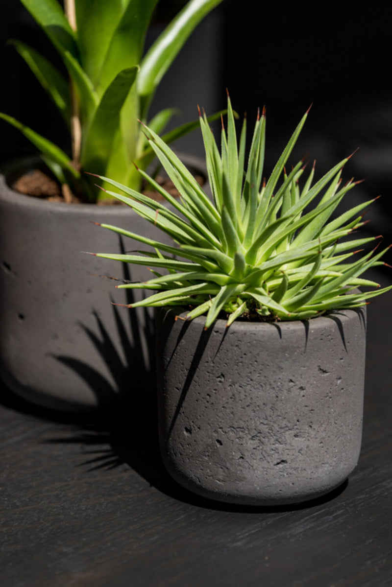 Black washed Charlie Pot by Pottery Pots  potted with a succulent.