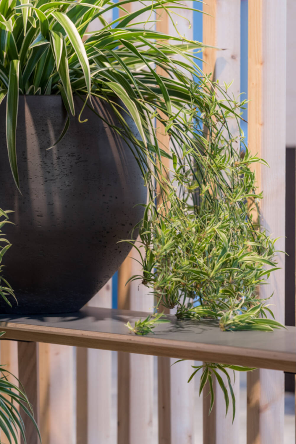 Pottery Pots Mini Orb Pot Black Washed potted with a spider plant and on a wood ledge.