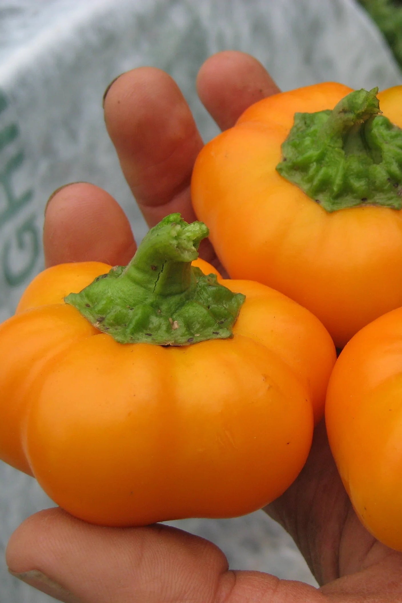 Three small orange Doe peppers held in a hand with a blurred background ©Hudson Valley Seed Co.