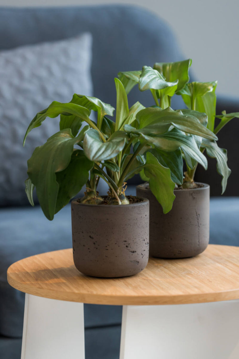 Black washed Charlie Pot by Pottery Pots , two of them planted and on a wood tabletop.