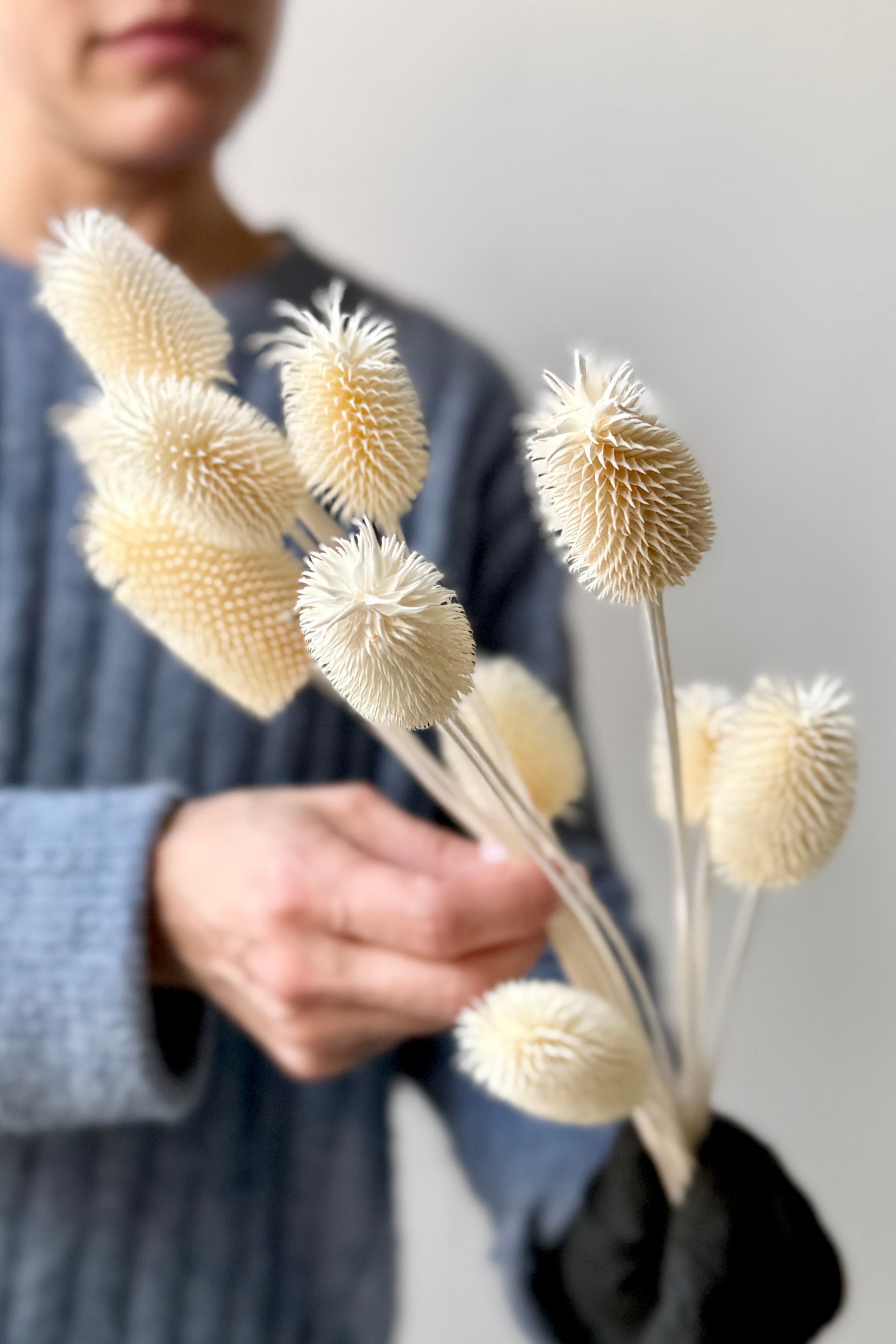 Person holding Cardo Mini Bleached Pastel Preserved Bunch with a neutral background ©Sprout Home