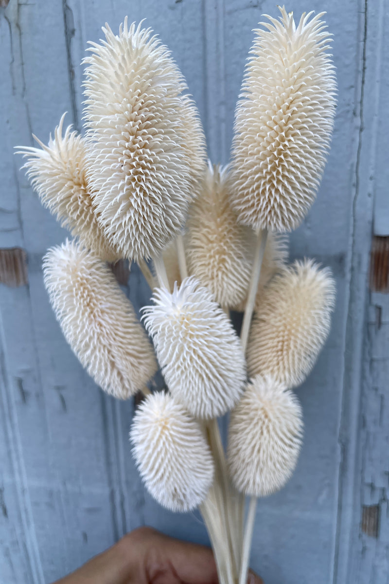 A close up of the thistles on the preserved bleached Cardo. 