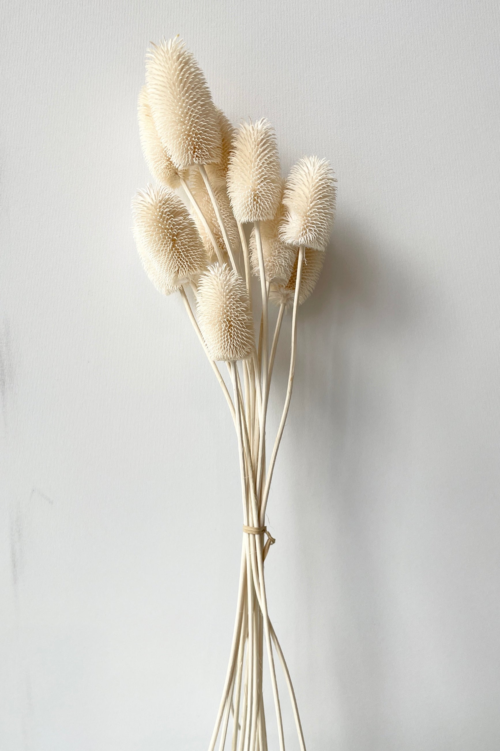  bunch of preserved Cardo mini bleached against a white wall.  ©Sprout Home