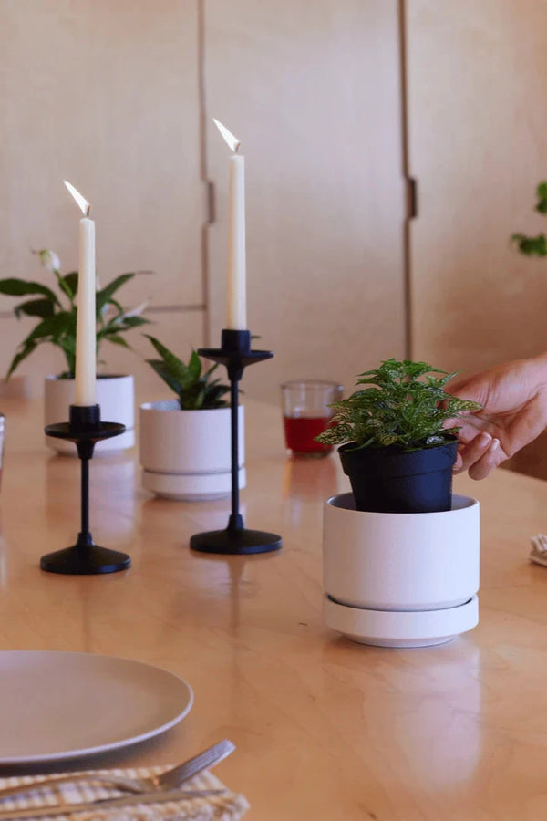 LBE Design Revival Ceramics White Round Two planters on a dining table being filled with plants