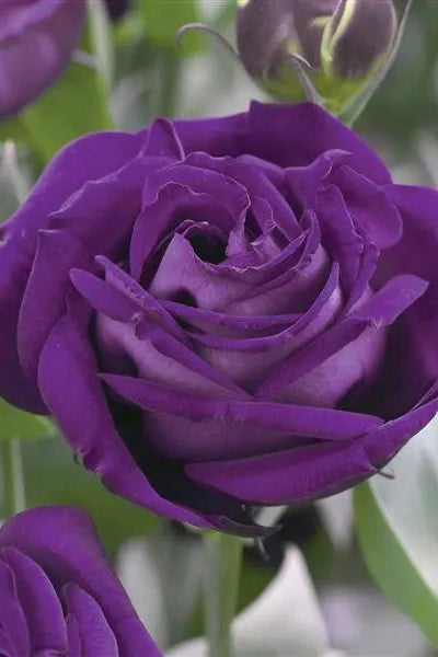 Lisianthus 'Lovelee Ruffled Purple' bloom up close ©Clesen Wholesale