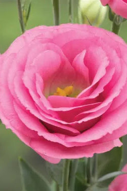 Lisianthus 'Lovelee Ruffled Pink' bloom up close ©Clesen Wholesale
