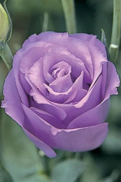 Lisianthus 'Lovelee Ruffled Lavender' bloom up close ©Clesen Wholesale