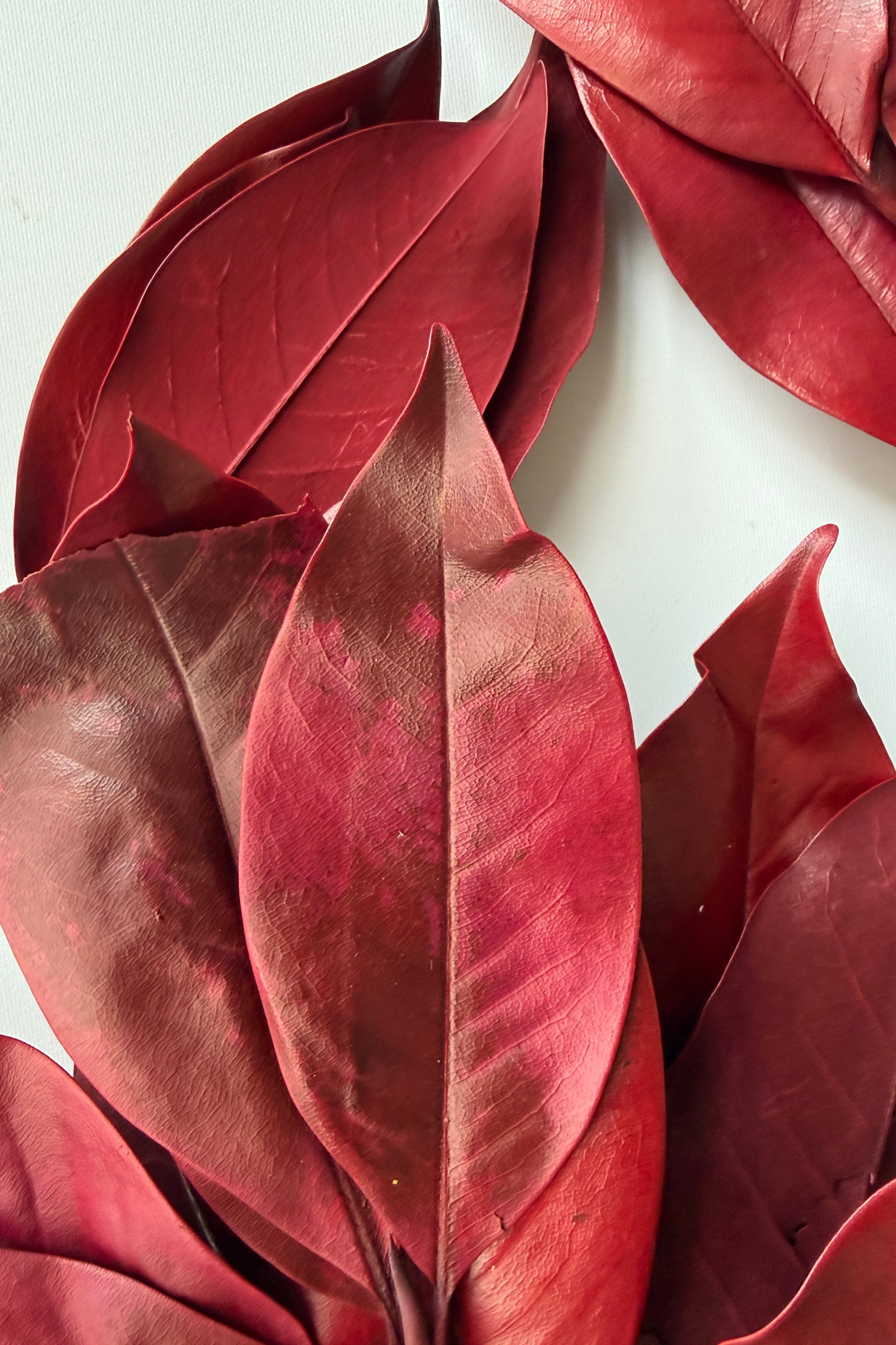Close-up of red preserved Magnolia leaves on a white background. ©Sprout Home
