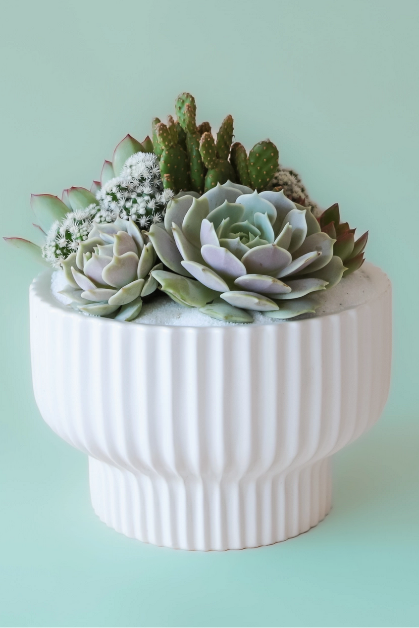 The White Presley pot with succulents by Jungle Club.