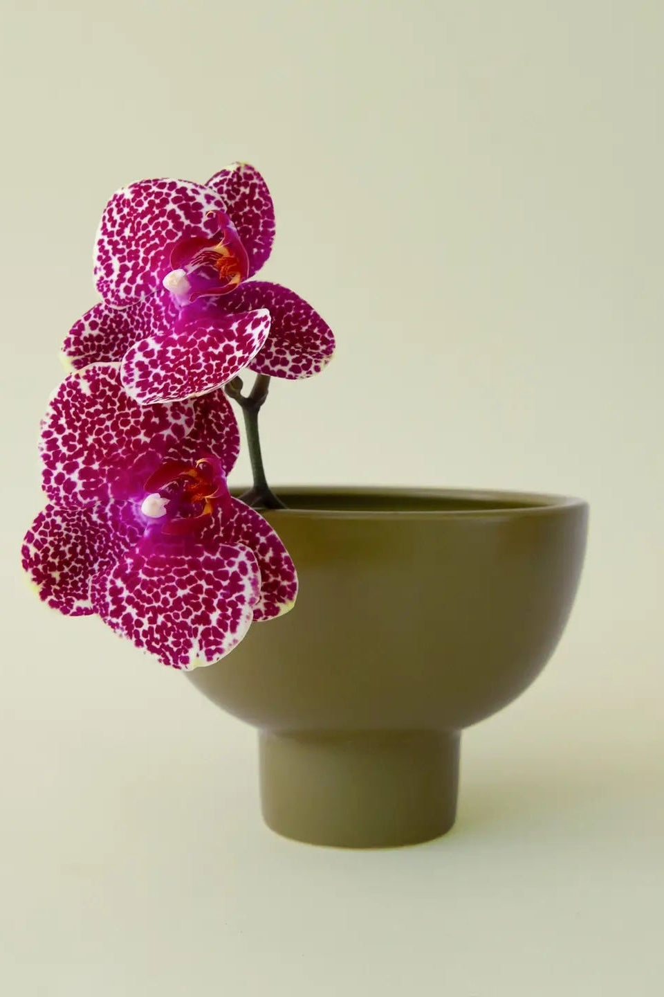 An green cermic compote with orchid flower on a blank background ©Jungle Club
