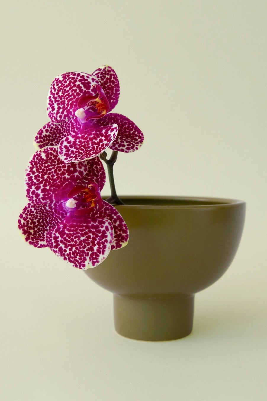 A green ceramic compote vase with orchid flowers ©Jungle Club